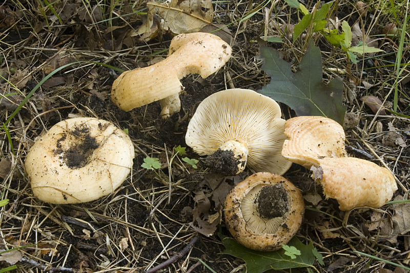 Lactarius evosmus (door Nico Dam)