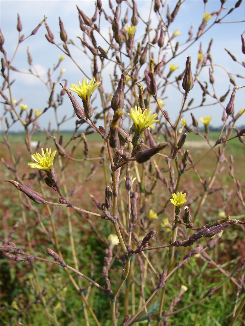 Lactuca serriola (door Adrie van Heerden)