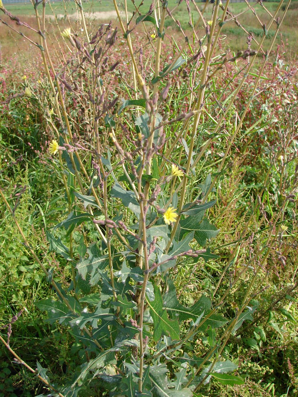 Lactuca serriola (door Adrie van Heerden)