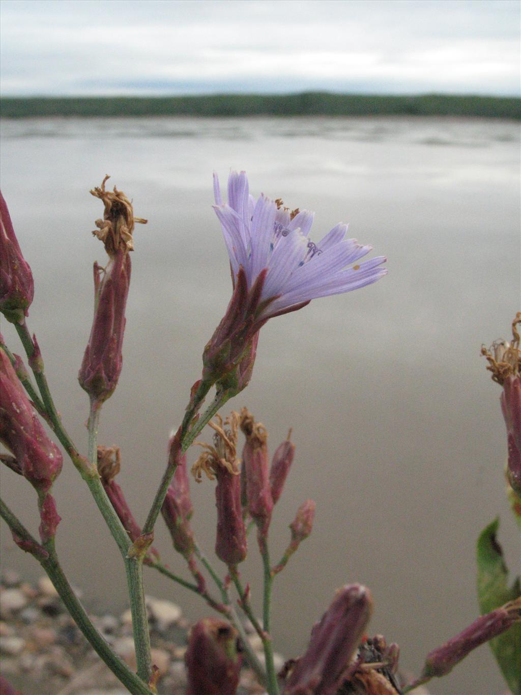 Lactuca tatarica (door Gertjan van Mill)