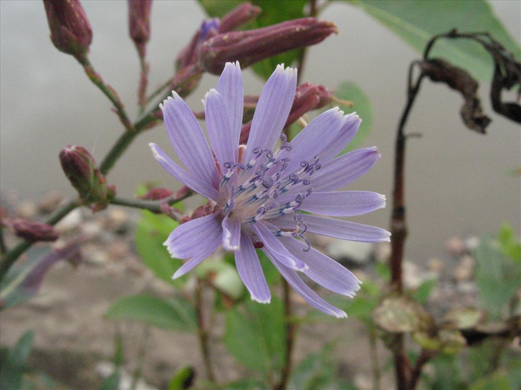 Lactuca tatarica (door Gertjan van Mill)