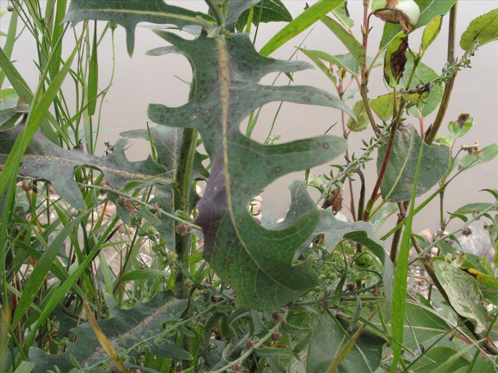 Lactuca tatarica (door Gertjan van Mill)