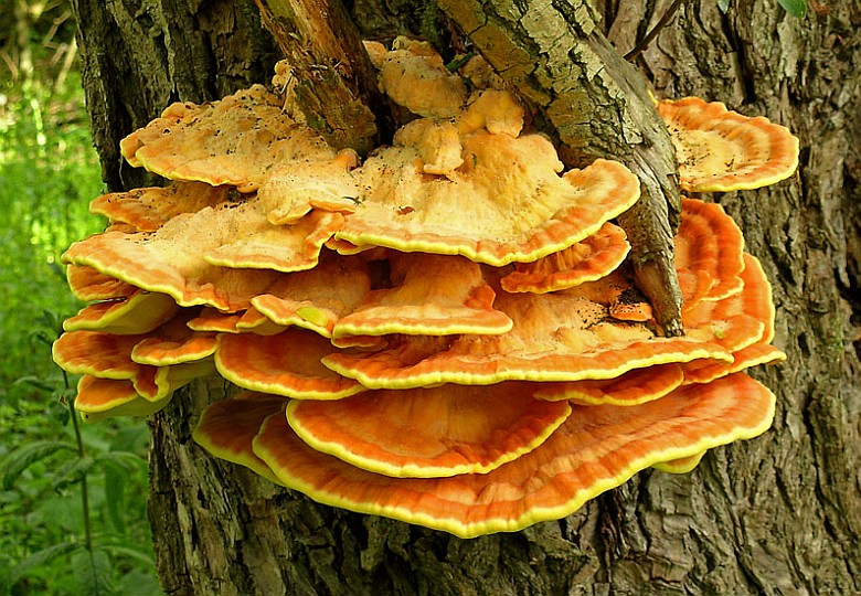 Laetiporus sulphureus (door Henk Huijser)