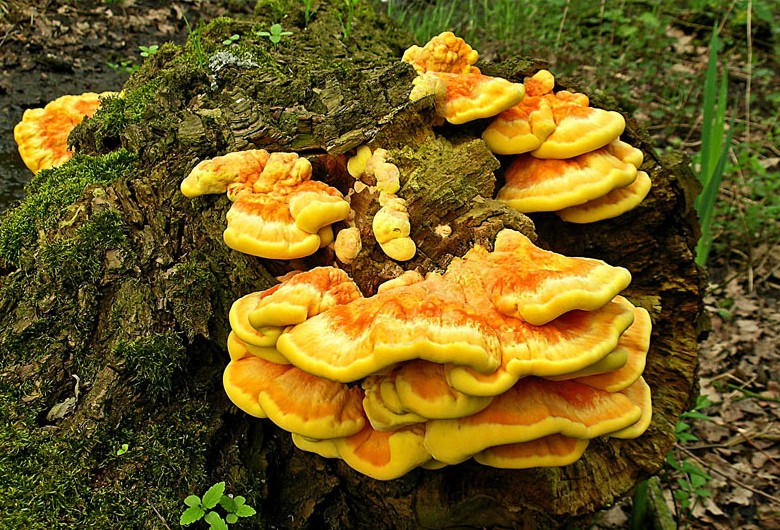 Laetiporus sulphureus (door Henk Huijser)