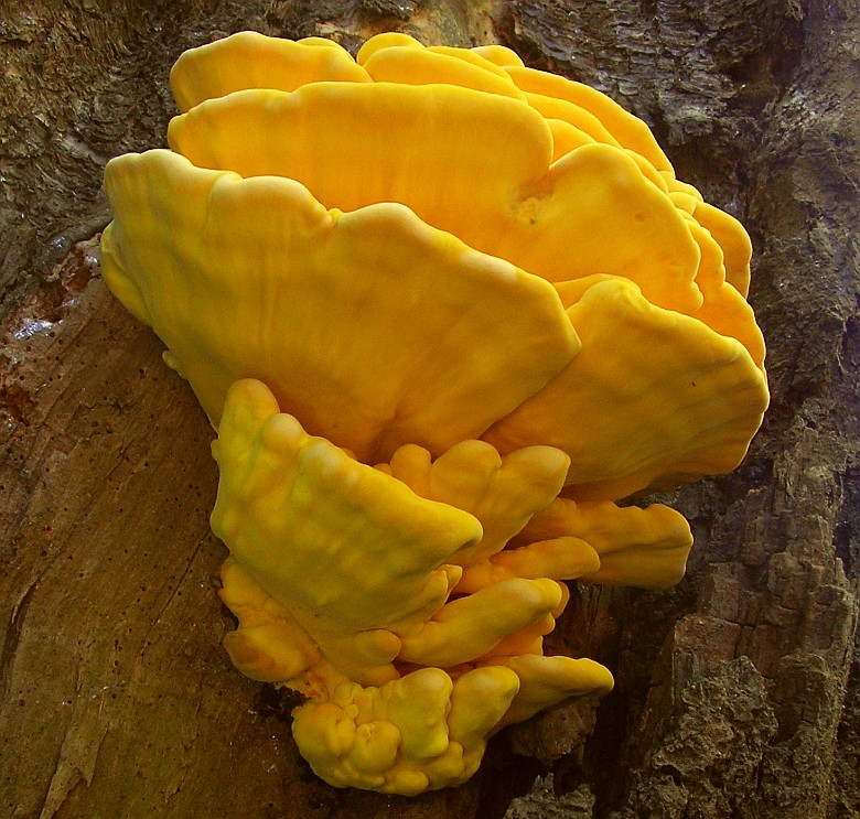 Laetiporus sulphureus (door Aldert Gutter)