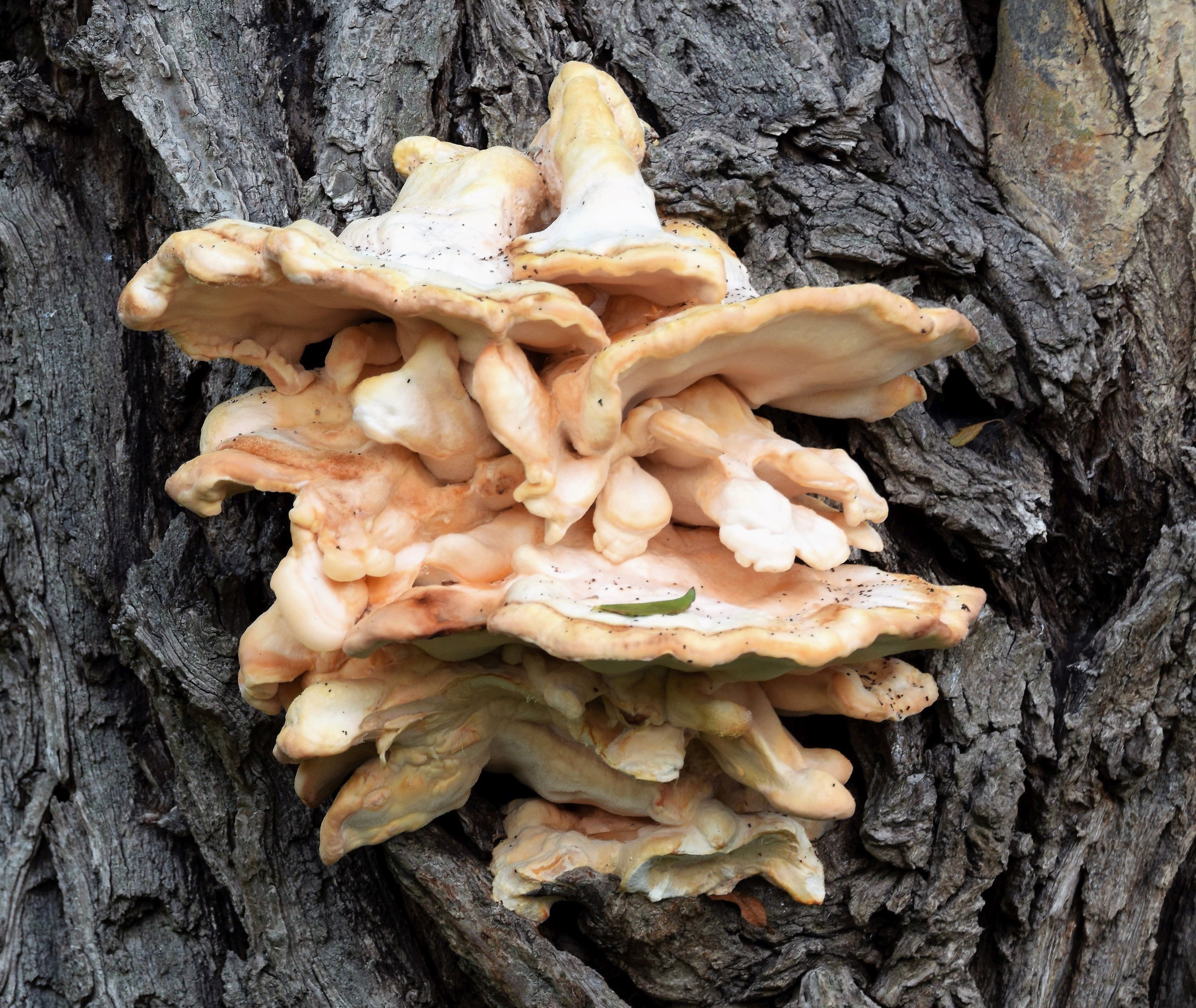 Laetiporus sulphureus (door Jan Hengstmengel)