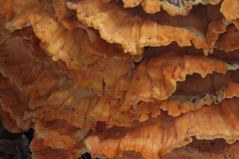 Laetiporus sulphureus (door Menno Boomsluiter)