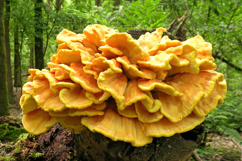 Laetiporus sulphureus (door Henk Huijser)