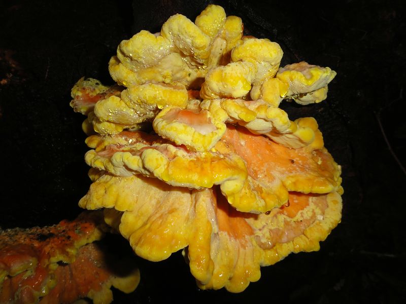 Laetiporus sulphureus (door Gert Immerzeel)