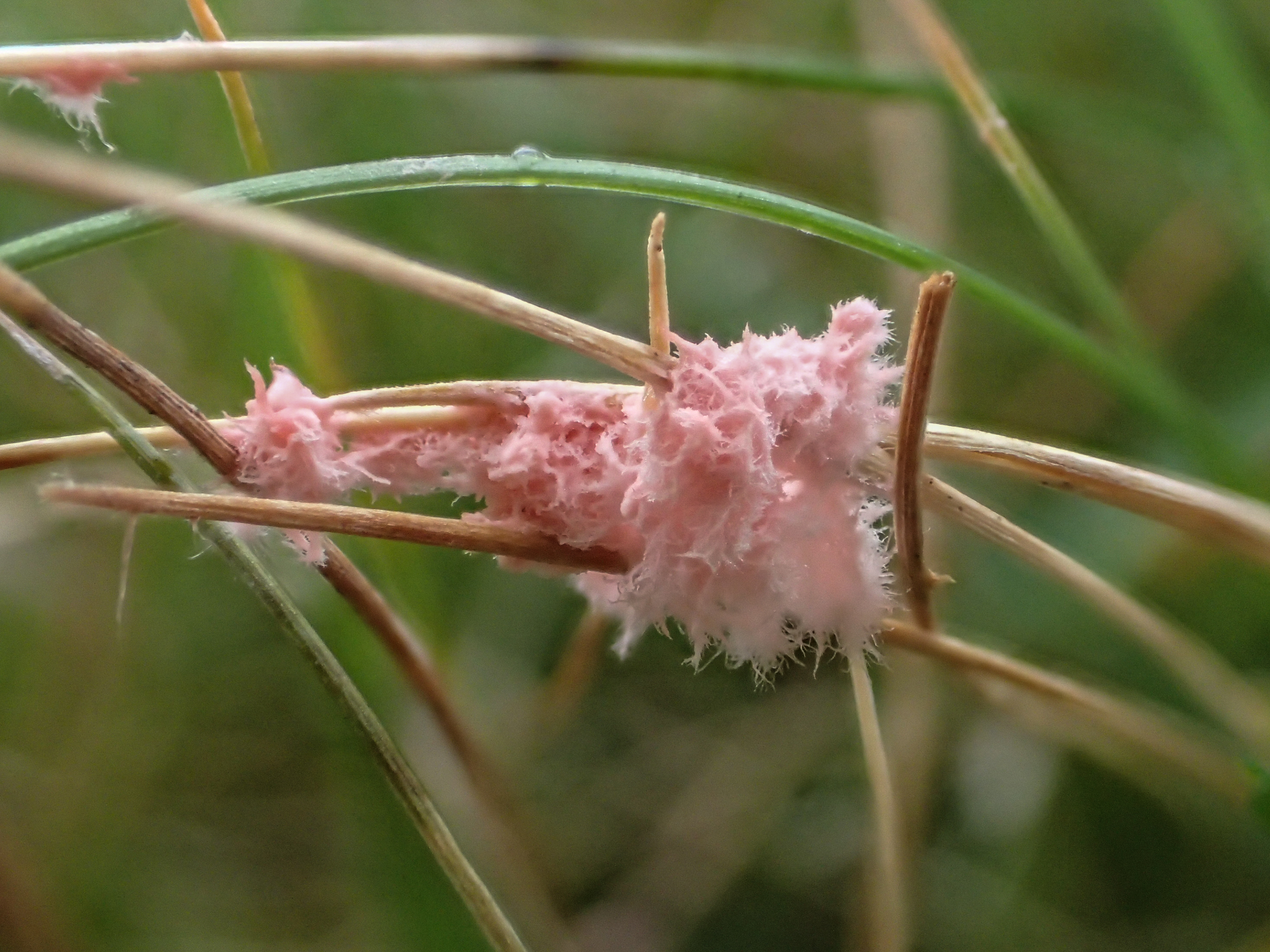 Laetisaria fuciformis (door Leo Jalink)