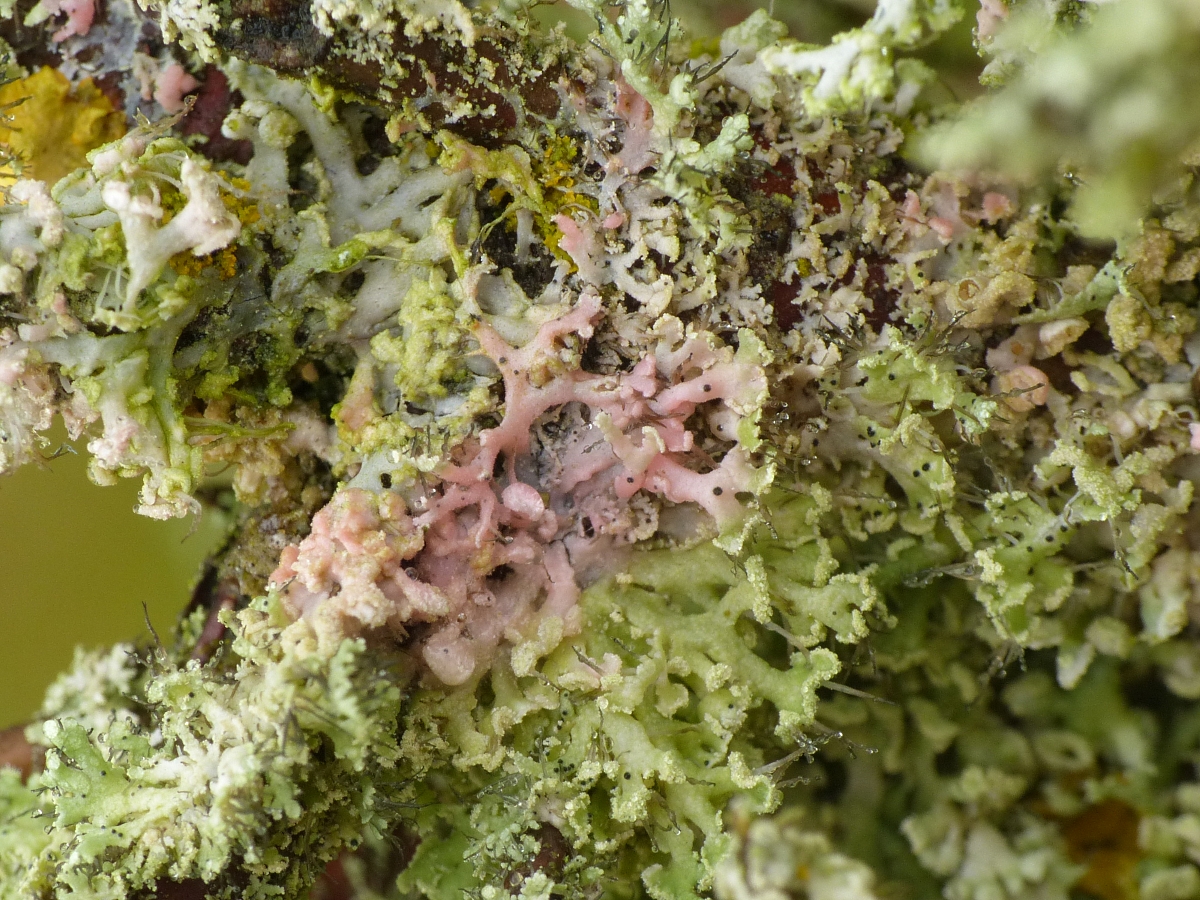 Laetisaria lichenicola (door Henk-Jan van der Kolk)