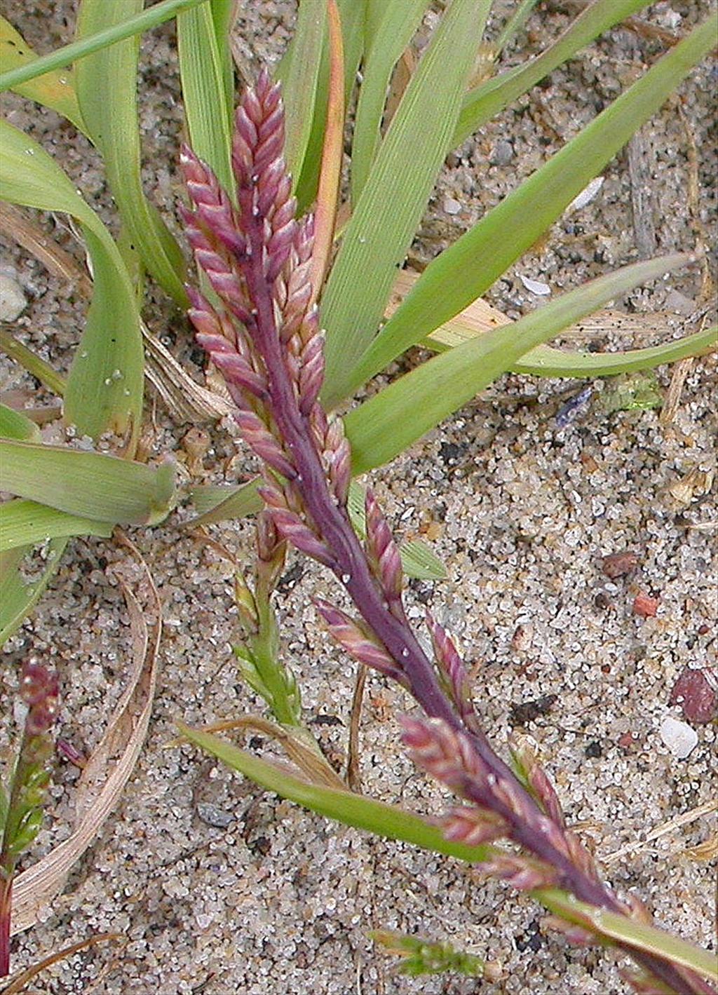 Catapodium marinum (door Peter Meininger)