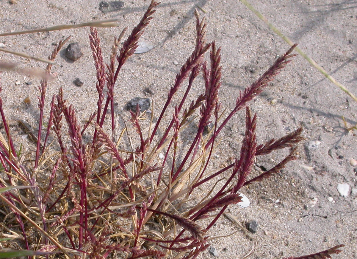 Catapodium marinum (door Peter Meininger)