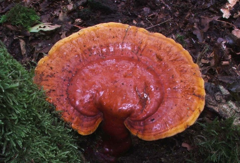 Ganoderma lucidum (door Hero Moorlag)