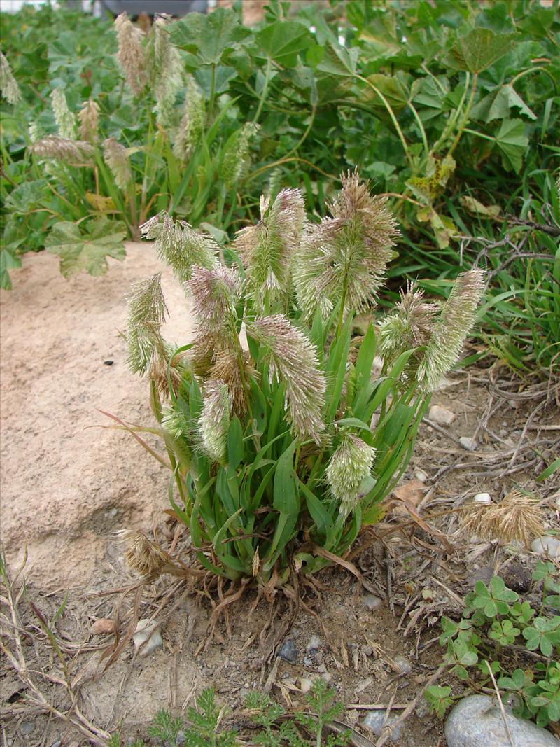 Lamarckia aurea (door Adrie van Heerden)