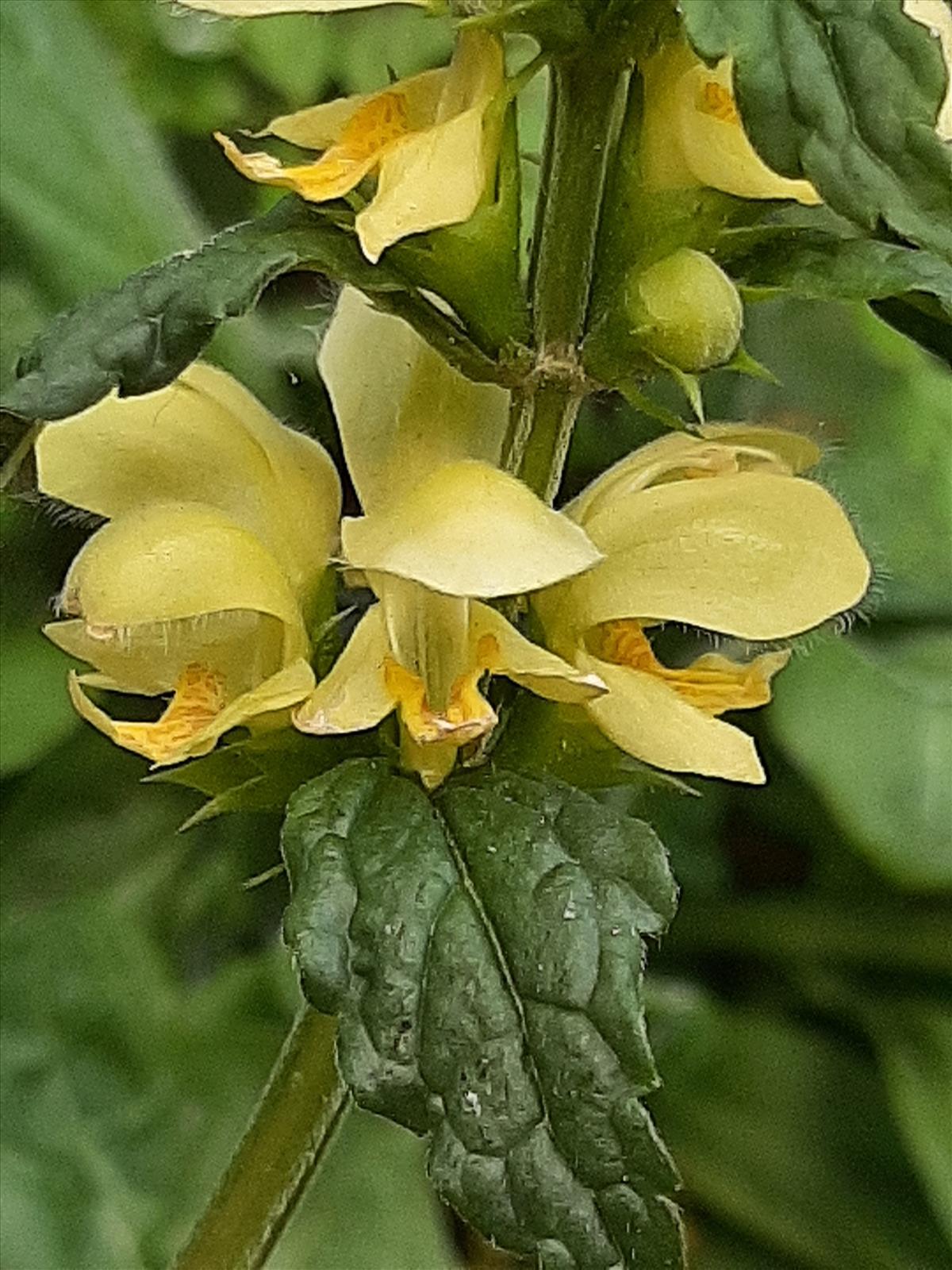 Lamiastrum galeobdolon subsp. galeobdolon (door Ruud Beringen)