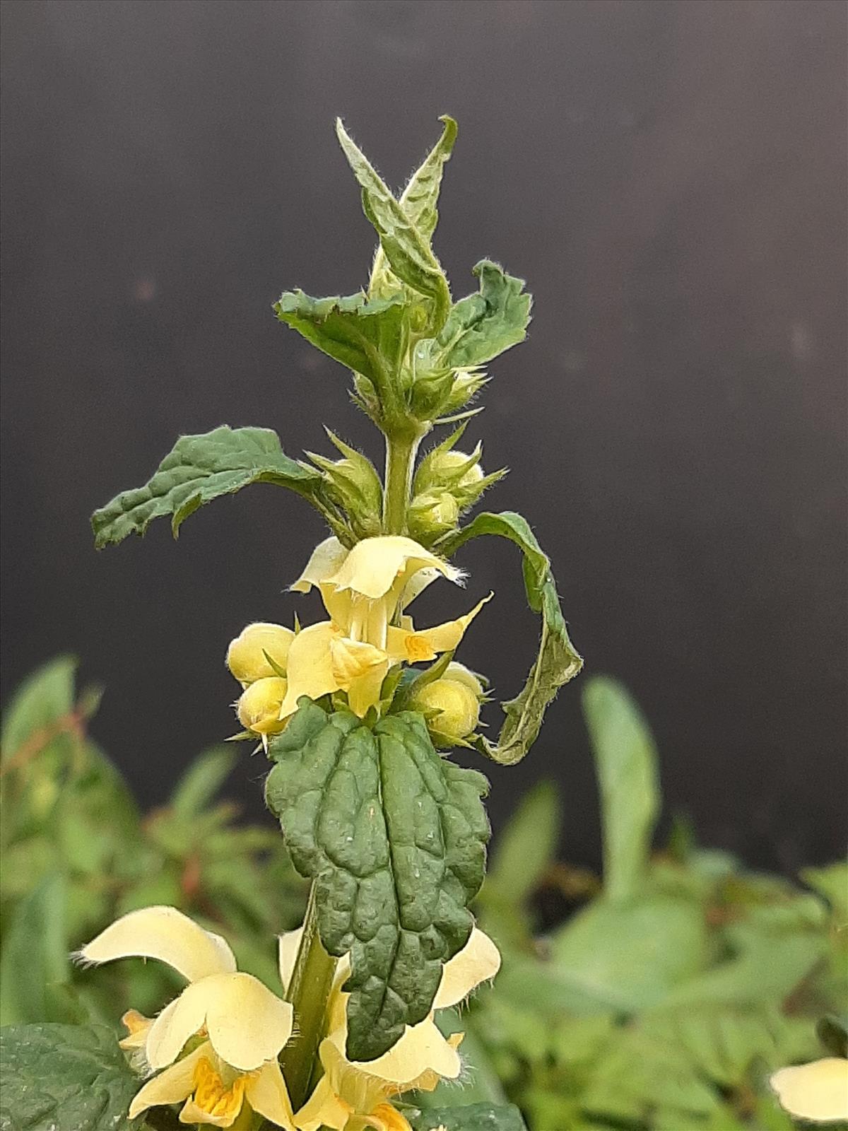 Lamiastrum galeobdolon subsp. galeobdolon (door Ruud Beringen)