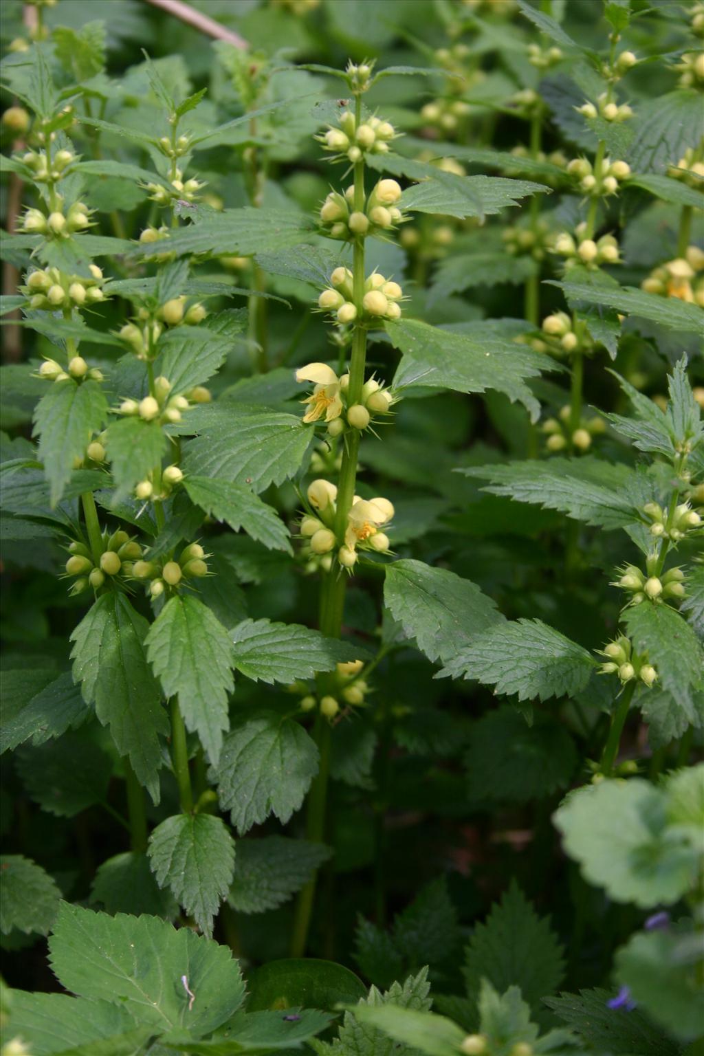 Lamiastrum galeobdolon subsp. galeobdolon/montanum (door Niels Jeurink)