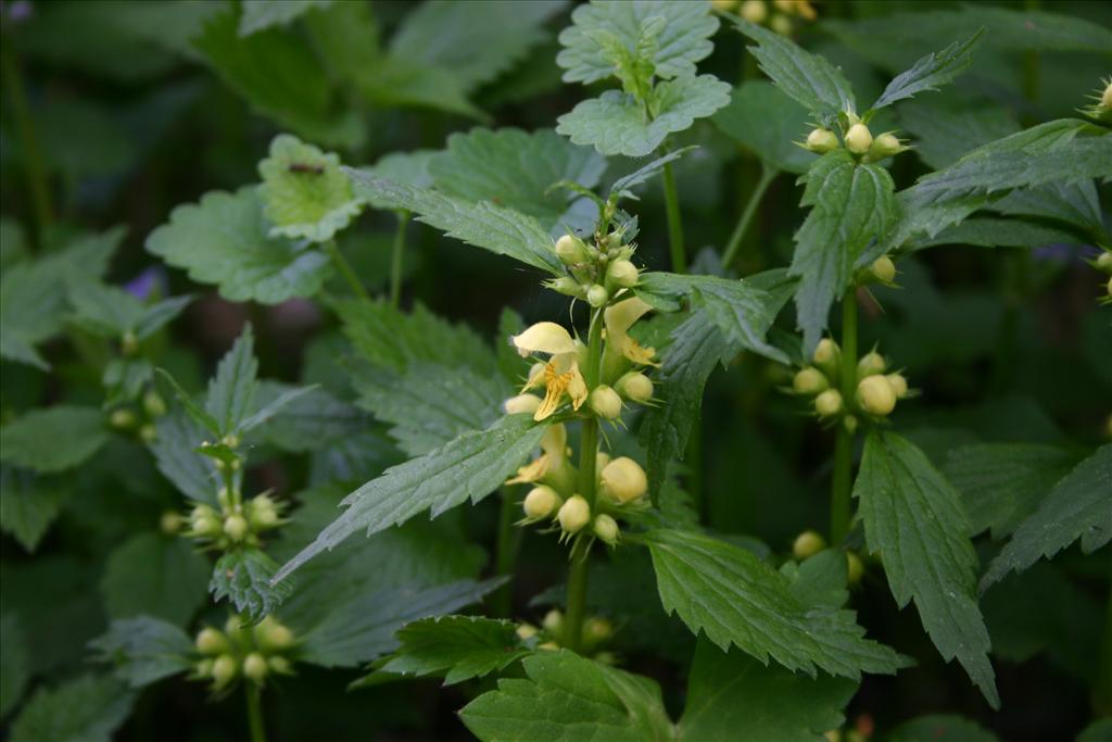 Lamiastrum galeobdolon subsp. galeobdolon/montanum (door Niels Jeurink)