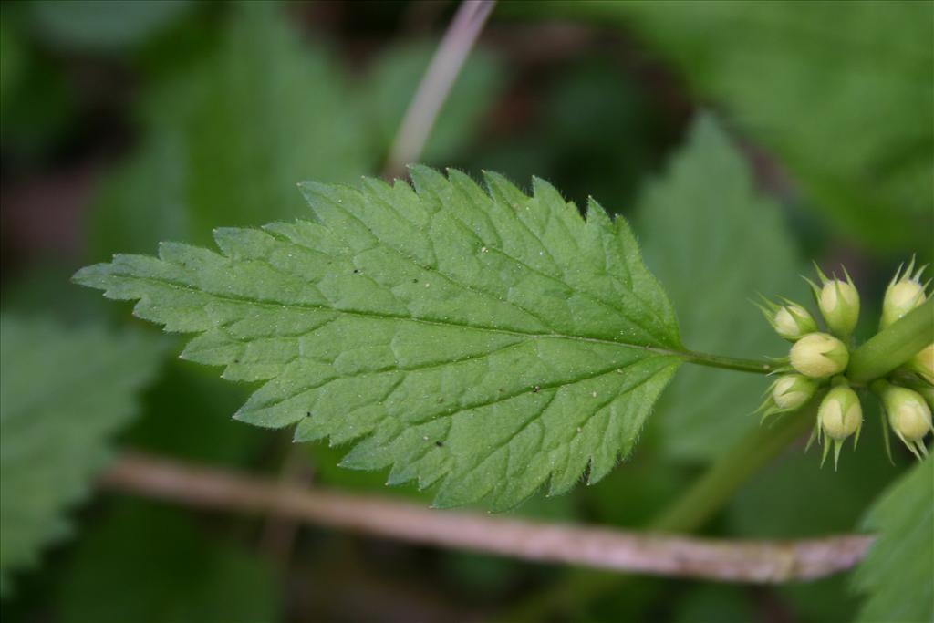 Lamiastrum galeobdolon subsp. galeobdolon/montanum (door Niels Jeurink)