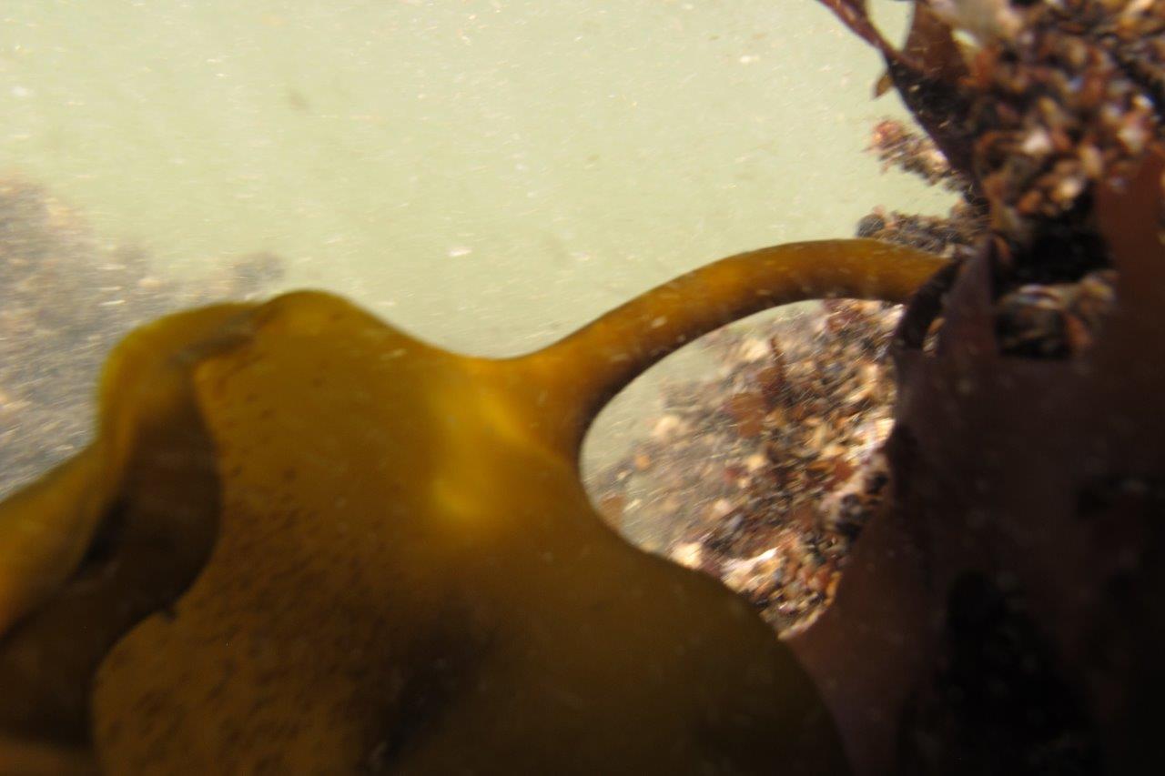 Laminaria digitata (door Mart Karremans)