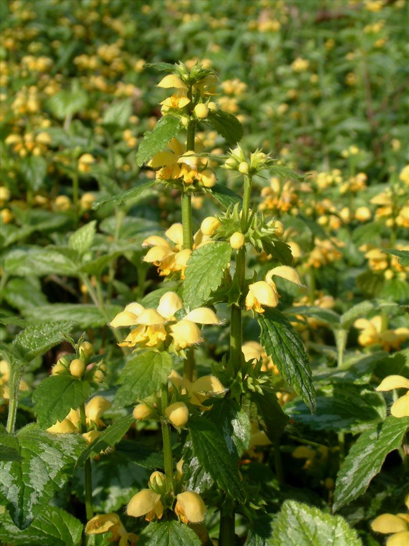 Lamiastrum galeobdolon subsp. argentatum (door Adrie van Heerden)