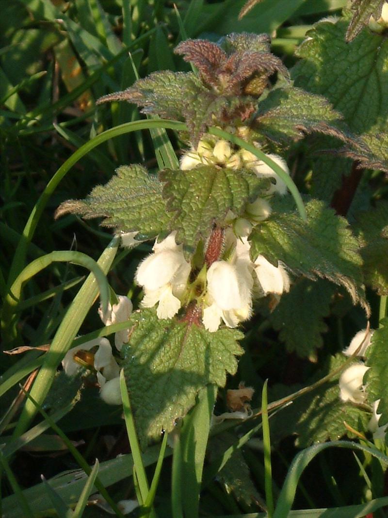 Lamium album (door Adrie van Heerden)