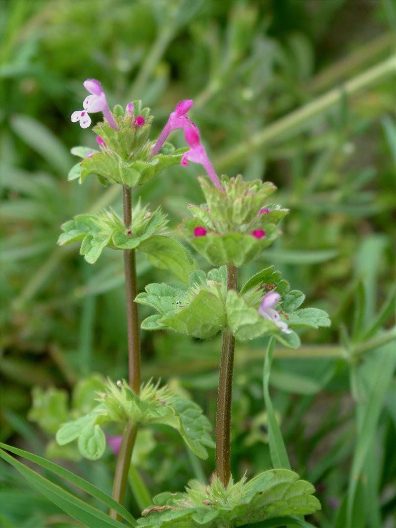 Lamium amplexicaule (door Adrie van Heerden)