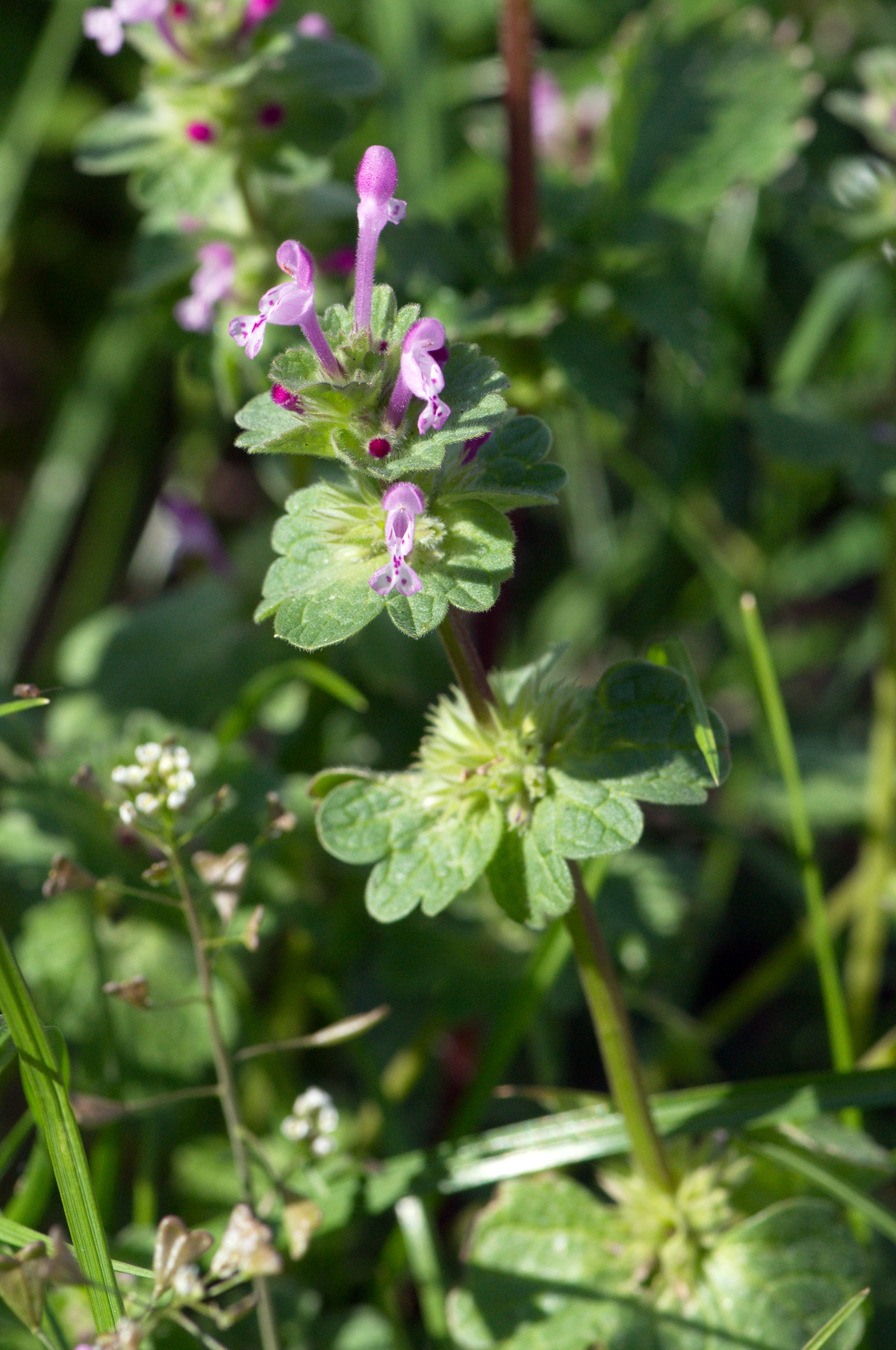 Lamium amplexicaule (door Hans Toetenel)