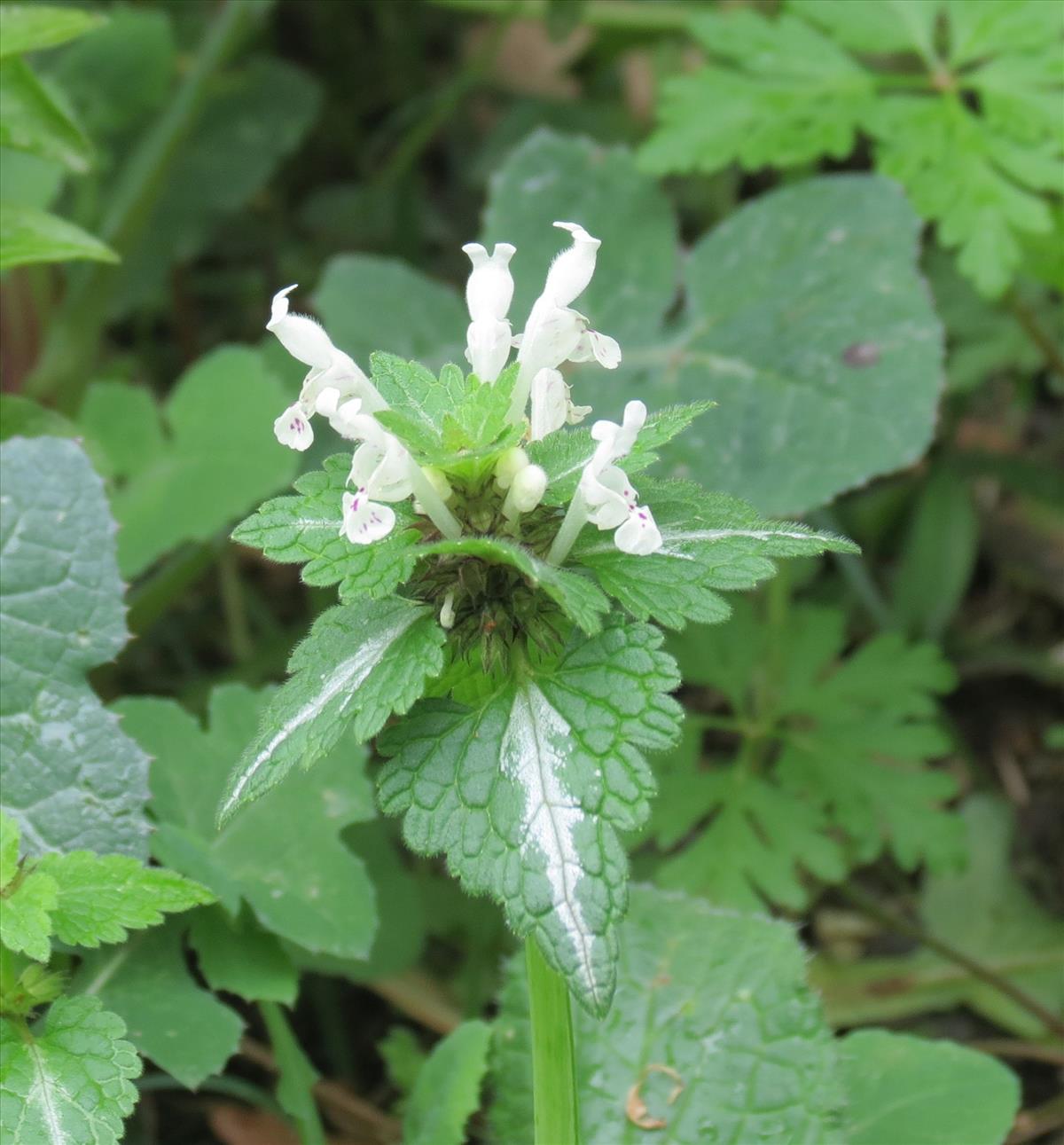 Lamium bifidum (door Pieter Stolwijk)