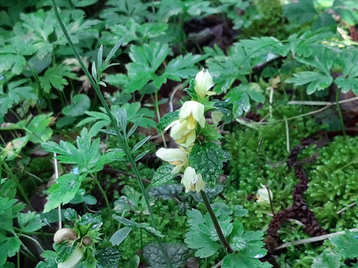 Lamiastrum galeobdolon subsp. galeobdolon (door Ruud Beringen)