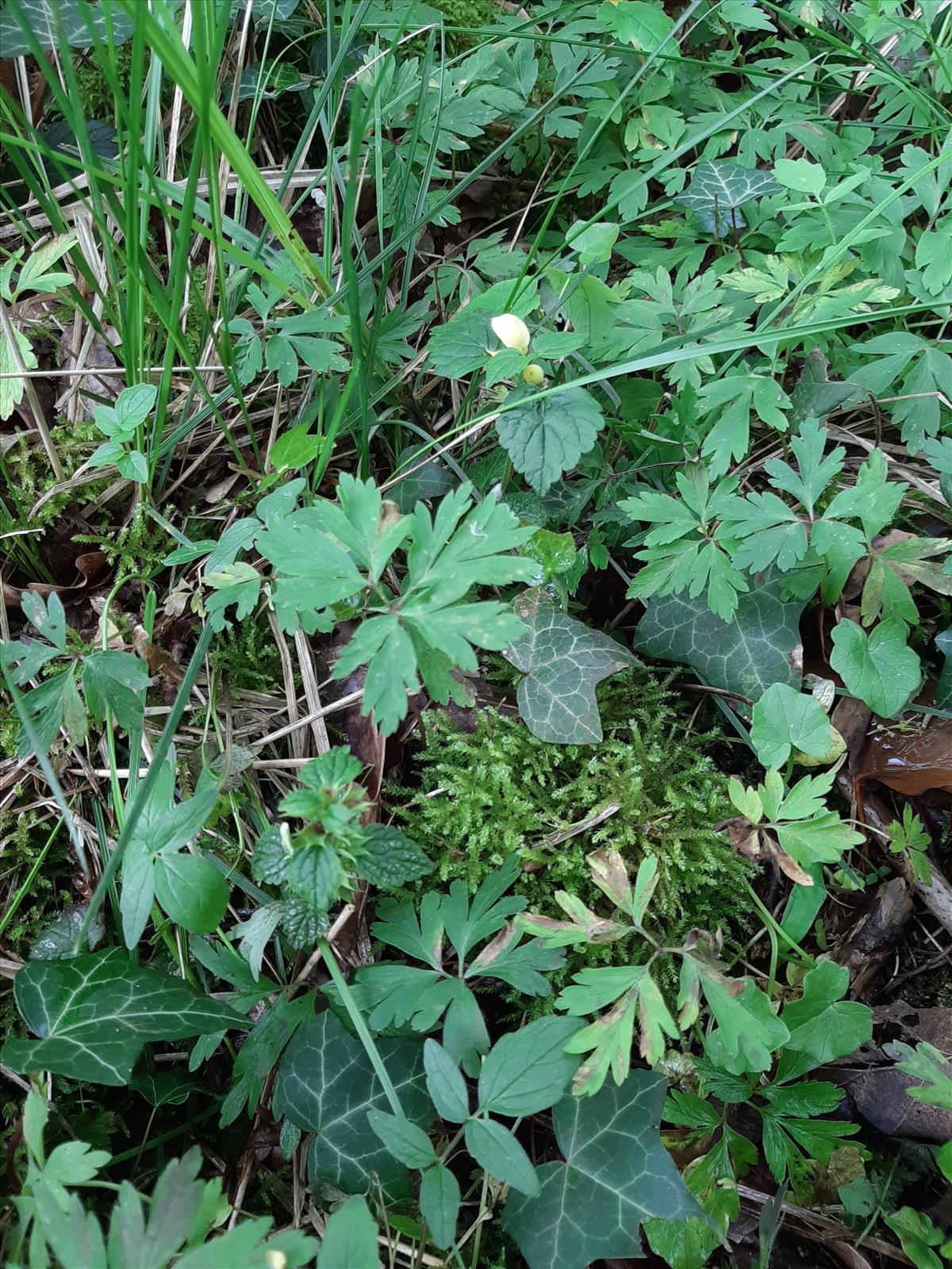 Lamiastrum galeobdolon subsp. galeobdolon (door Ruud Beringen)