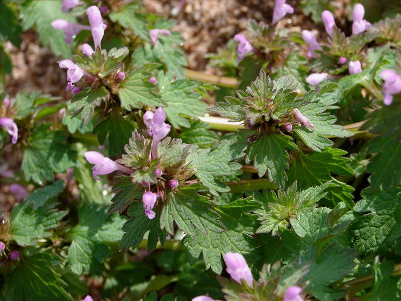 Lamium hybridum (door Adrie van Heerden)