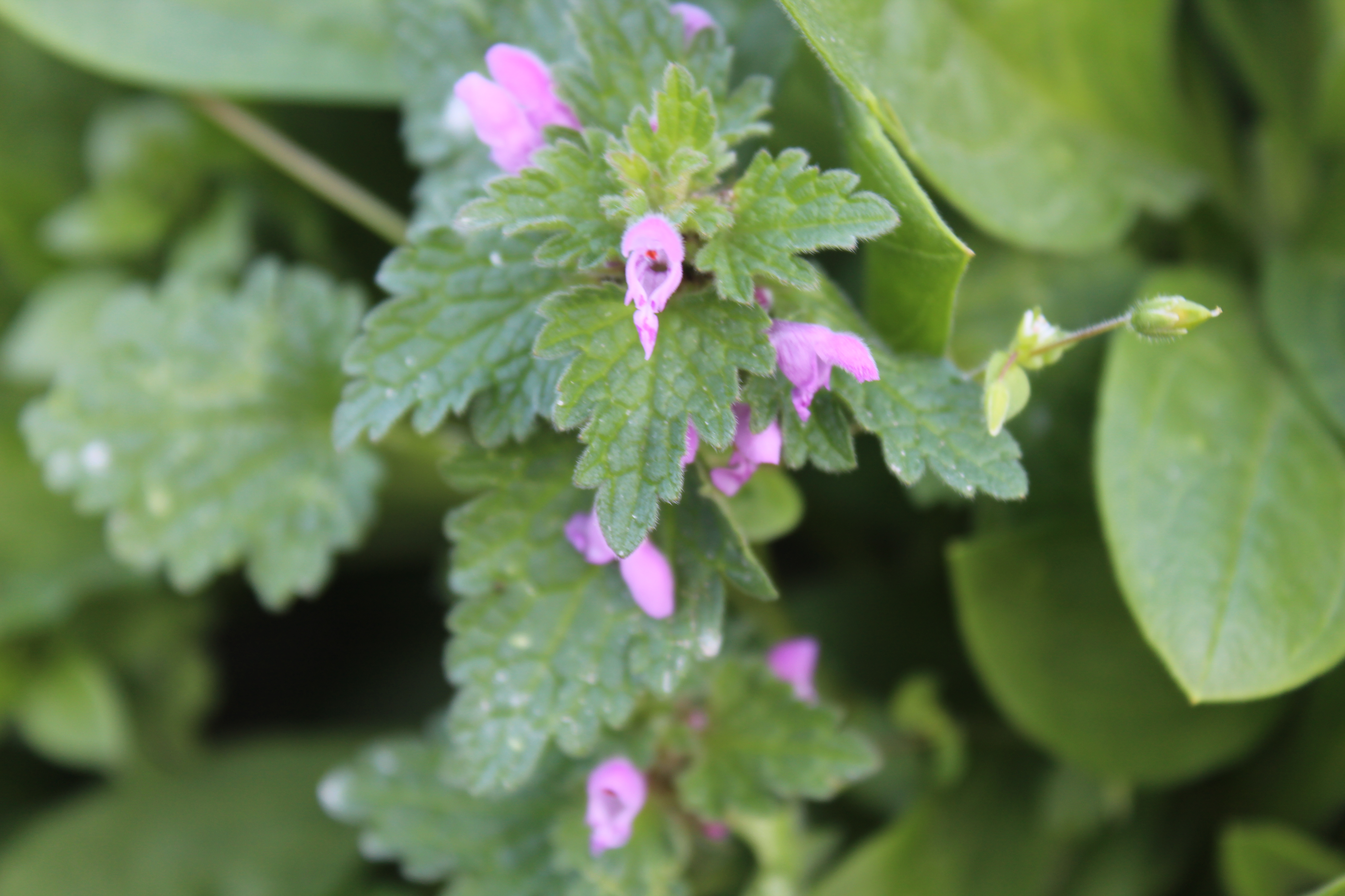 Lamium hybridum (door Niels Jeurink)