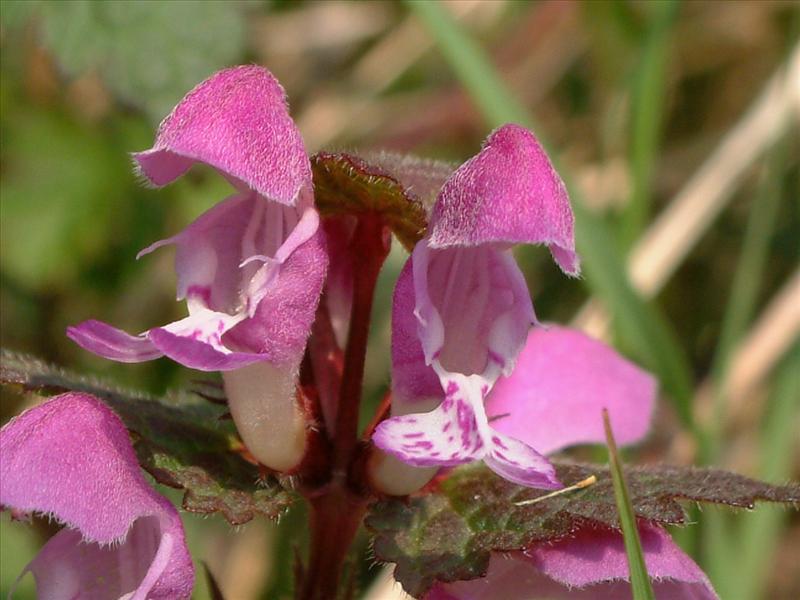 Lamium maculatum (door Adrie van Heerden)