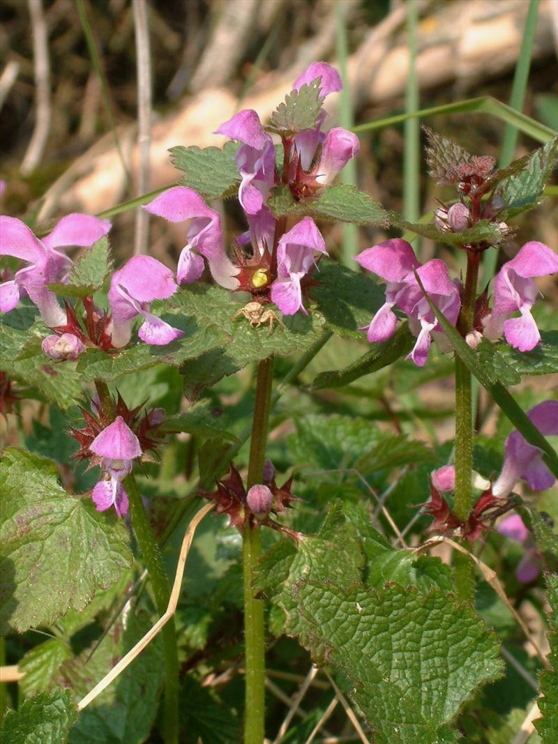 Lamium maculatum (door Adrie van Heerden)