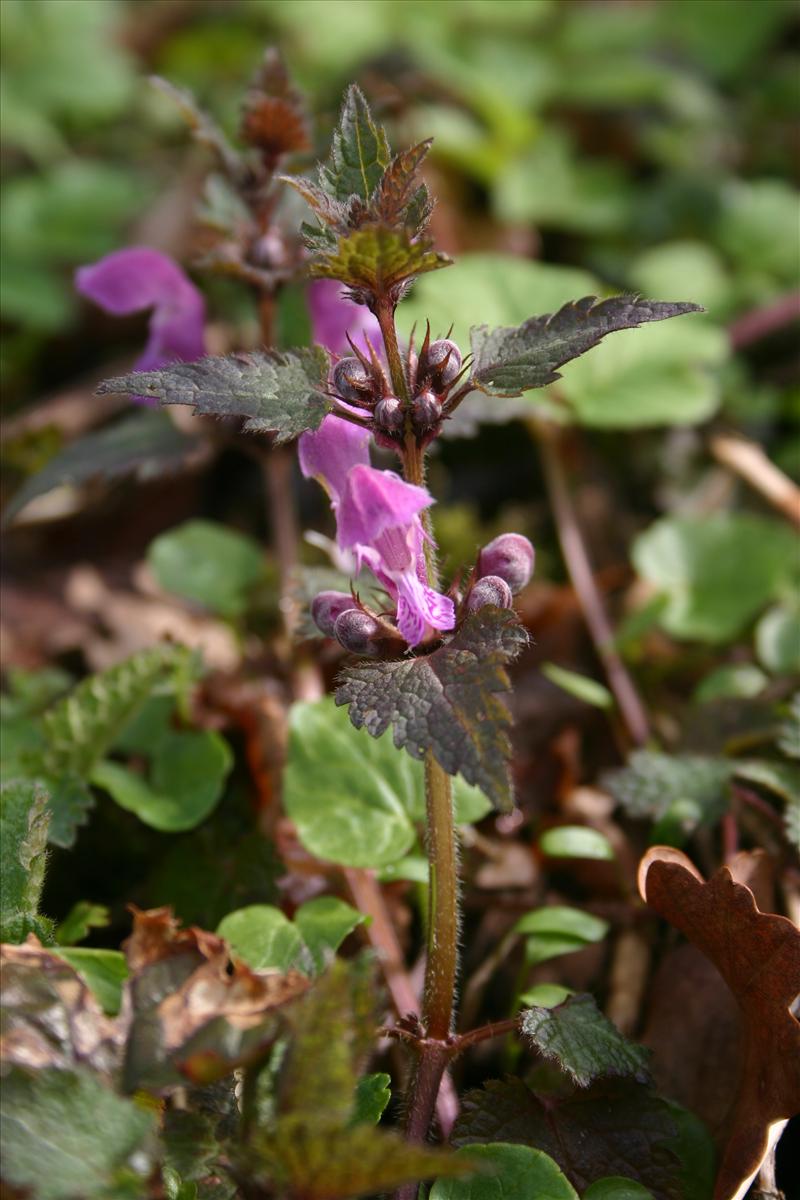 Lamium maculatum (door Niels Jeurink)