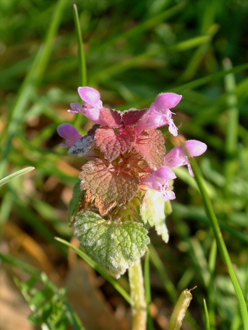 Lamium purpureum (door Adrie van Heerden)