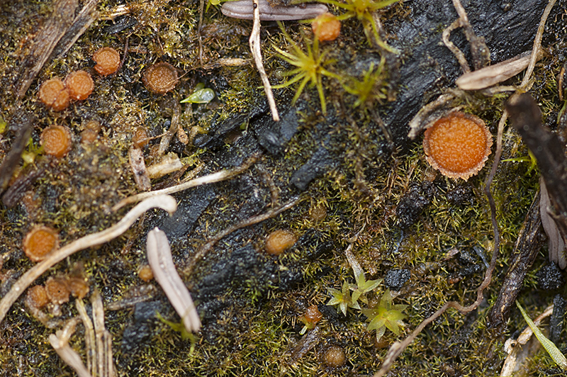 Lamprospora retinosa (door Nico Dam)