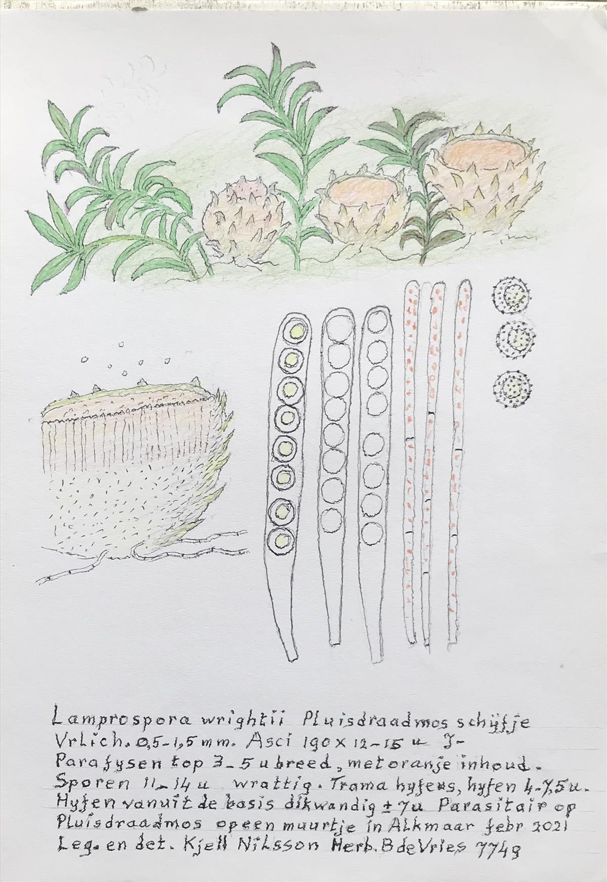 Lamprospora wrightii (door Bernhard de Vries)
