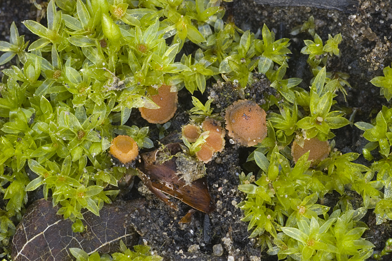 Lamprospora carbonicola (door Nico Dam)