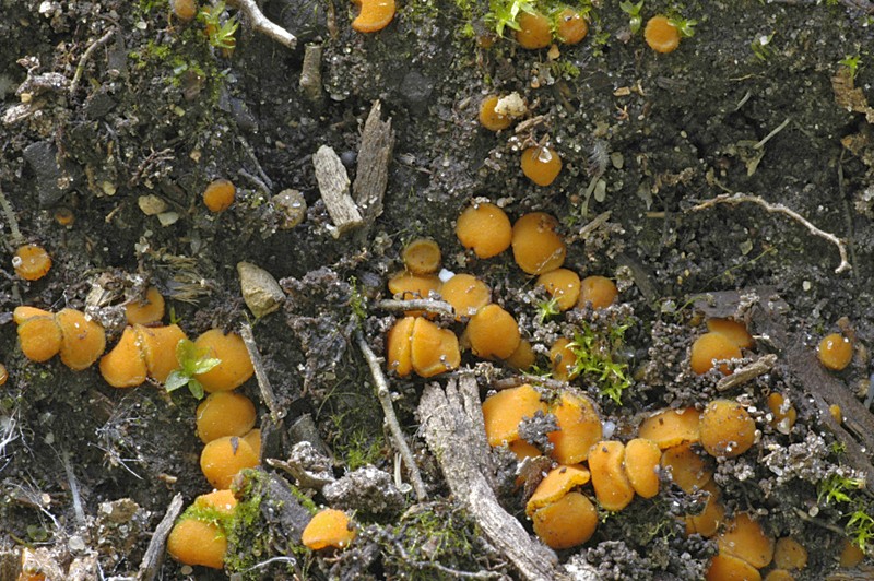 Ramsbottomia crechqueraultii (door Nico Dam)