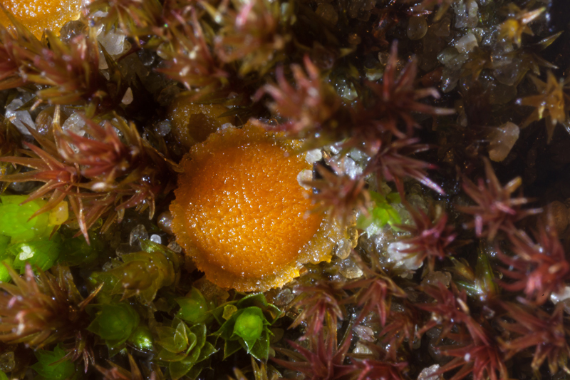 Lamprospora seaveri (door Ben Kraan)