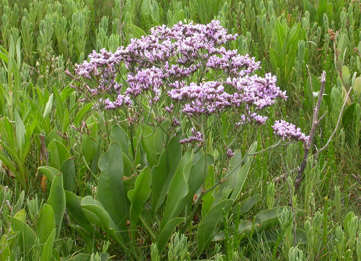 Limonium vulgare (door Peter Meininger)