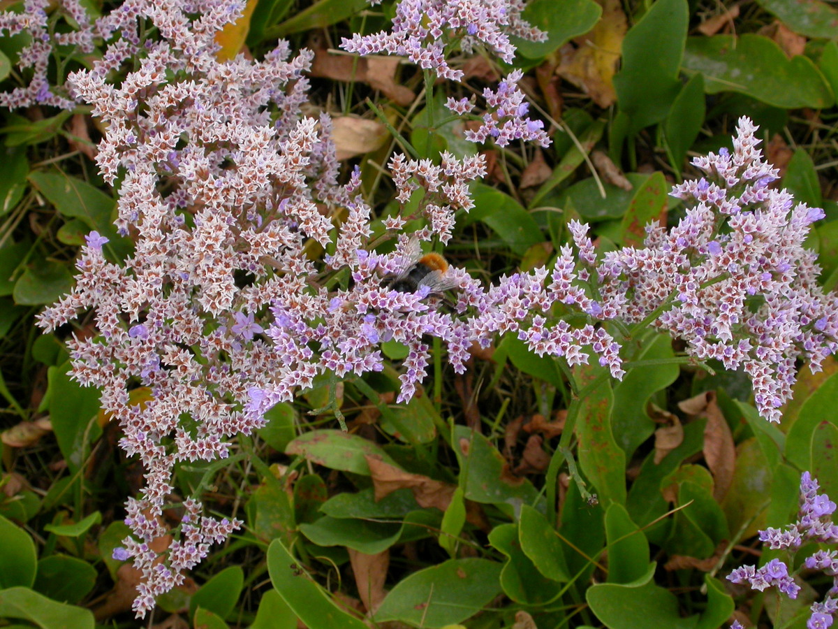 Limonium vulgare (door Peter Meininger)