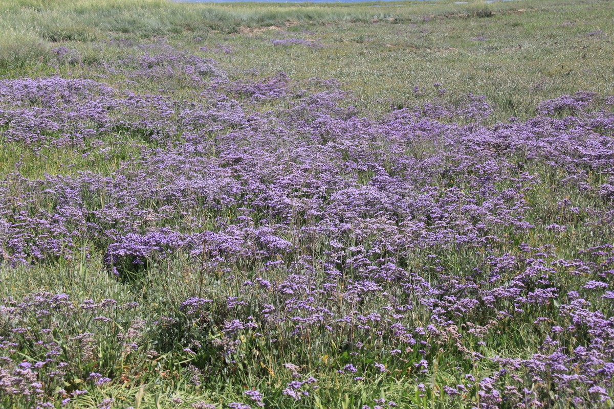 Limonium vulgare (door Peter Meininger)