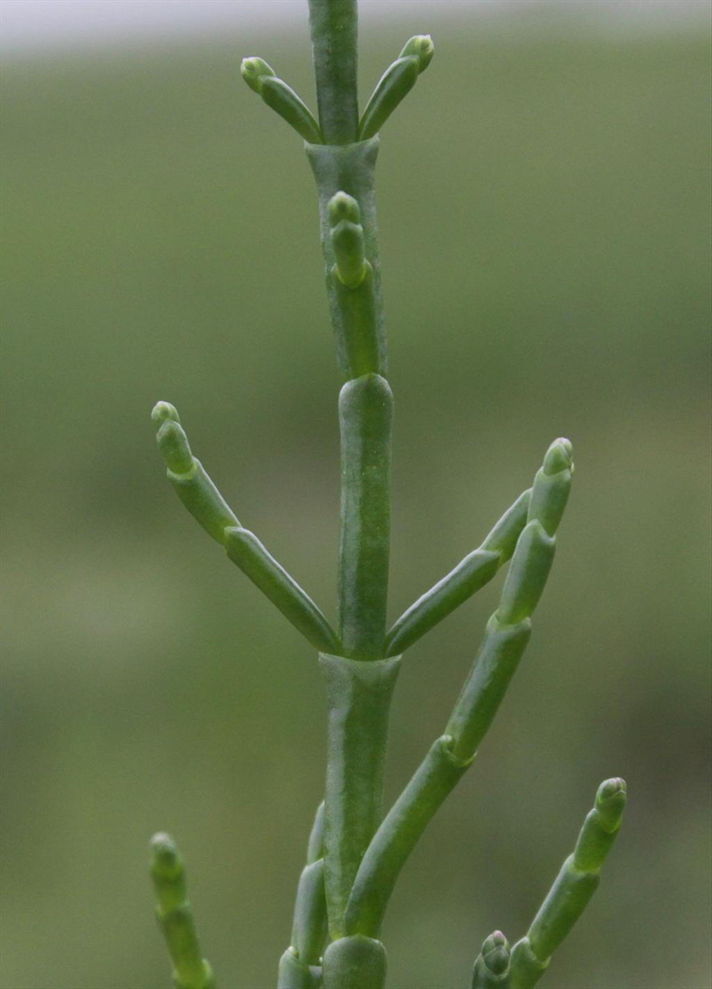 Salicornia procumbens subsp. procumbens (door Peter Meininger)