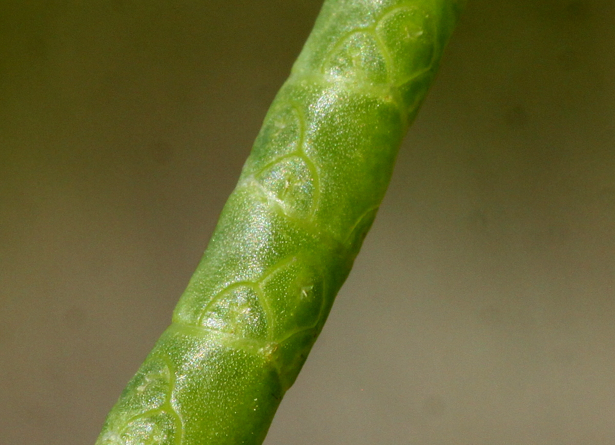 Salicornia procumbens subsp. procumbens (door Peter Meininger)