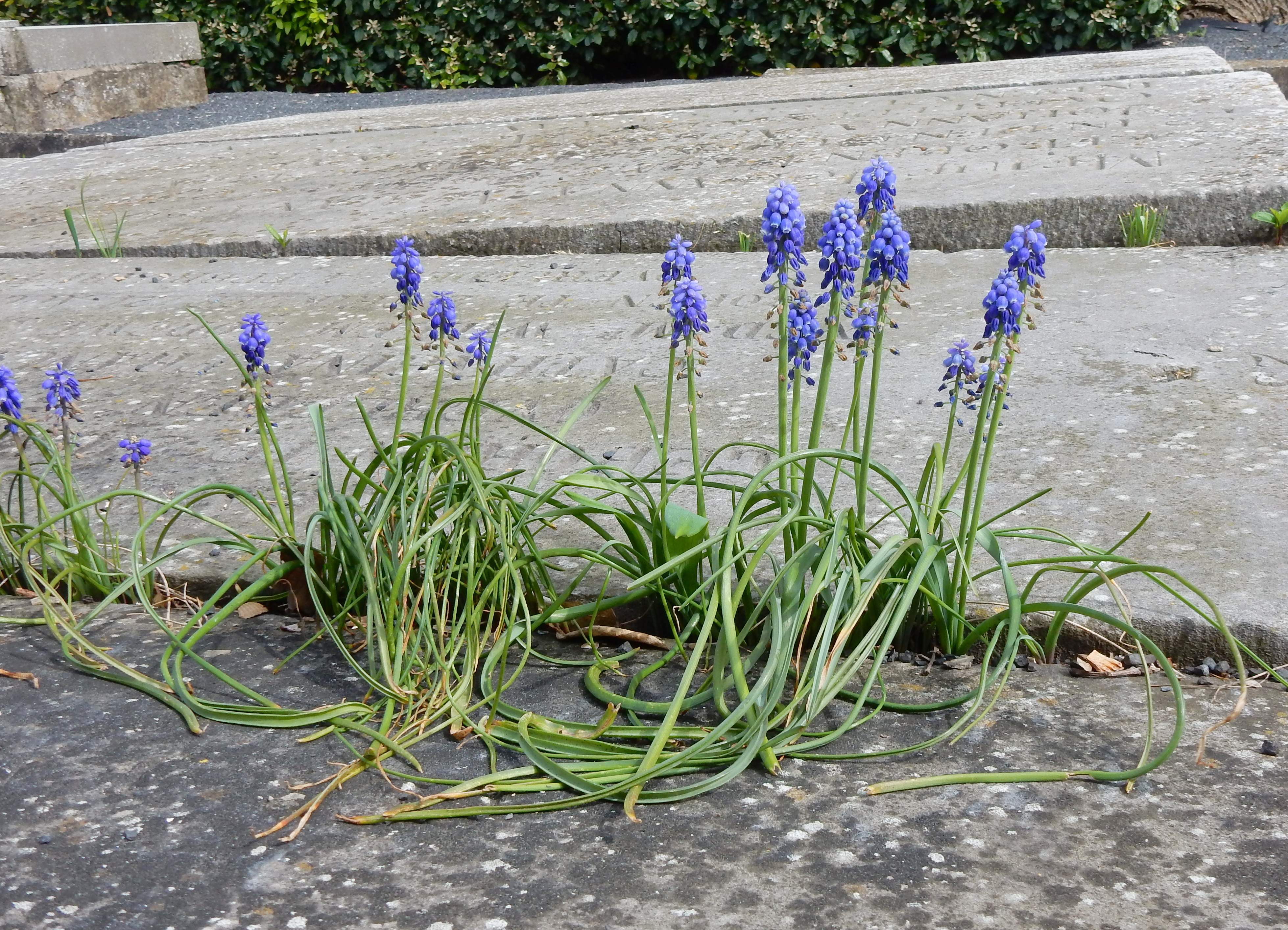 Muscari armeniacum (door Peter Meininger)