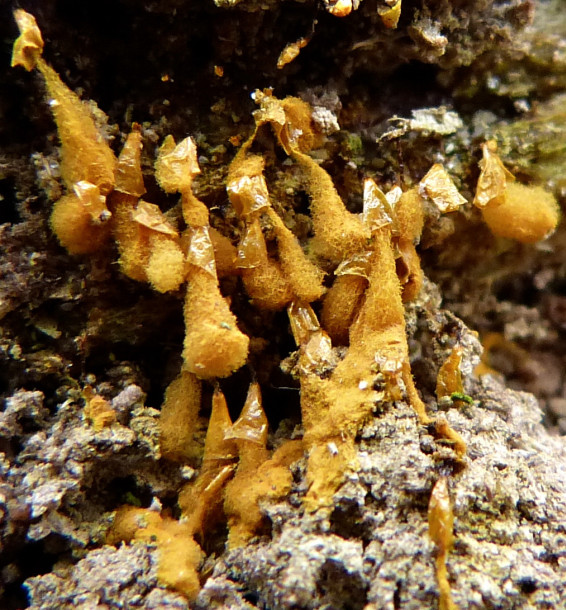 Hemitrichia clavata (door Tiny van der Meer )